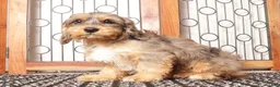 Cavapoo dogs for sale: Bill - Ad 4