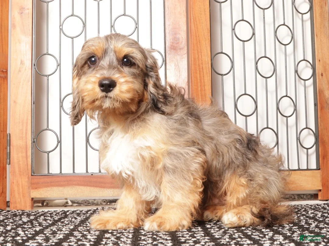 Cavapoo dogs for sale: Bill - Ad 4