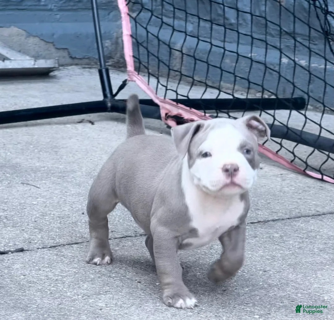 American Bully dogs for sale: American Bully 3 - Ad 1