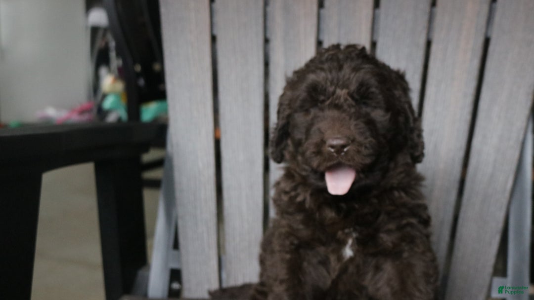 Newfypoo dogs for sale: Rosi - Ad 2