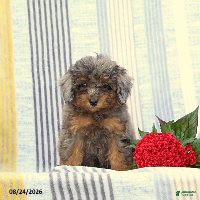 Miniature Poodle dogs for sale: Sweetheart - Ad 2