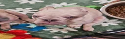 French Bulldog dogs for sale: Phil - Ad 1