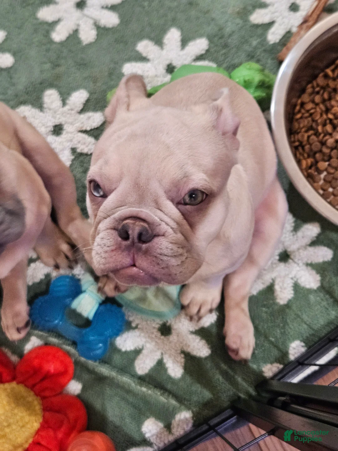 French Bulldog dogs for sale: Phil - Ad 1