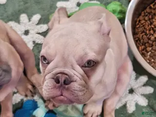 French Bulldog dogs Phil - Ad 21