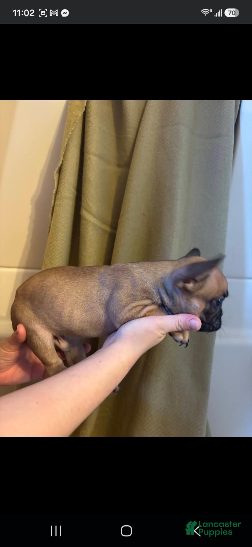French Bulldog dogs French Bulldog 2 - Ad 6
