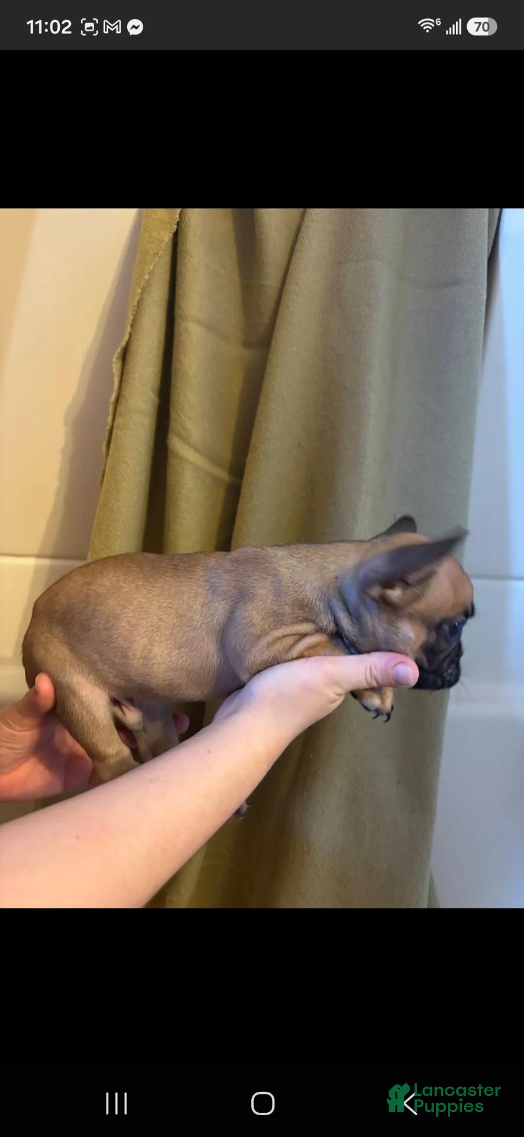 French Bulldog dogs for sale: French Bulldog 2 - Ad 1