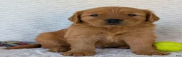Golden Retriever dogs for sale: Charlie - Ad 10