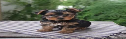 Yorkshire Terrier dogs for sale: Rascal - Ad 1