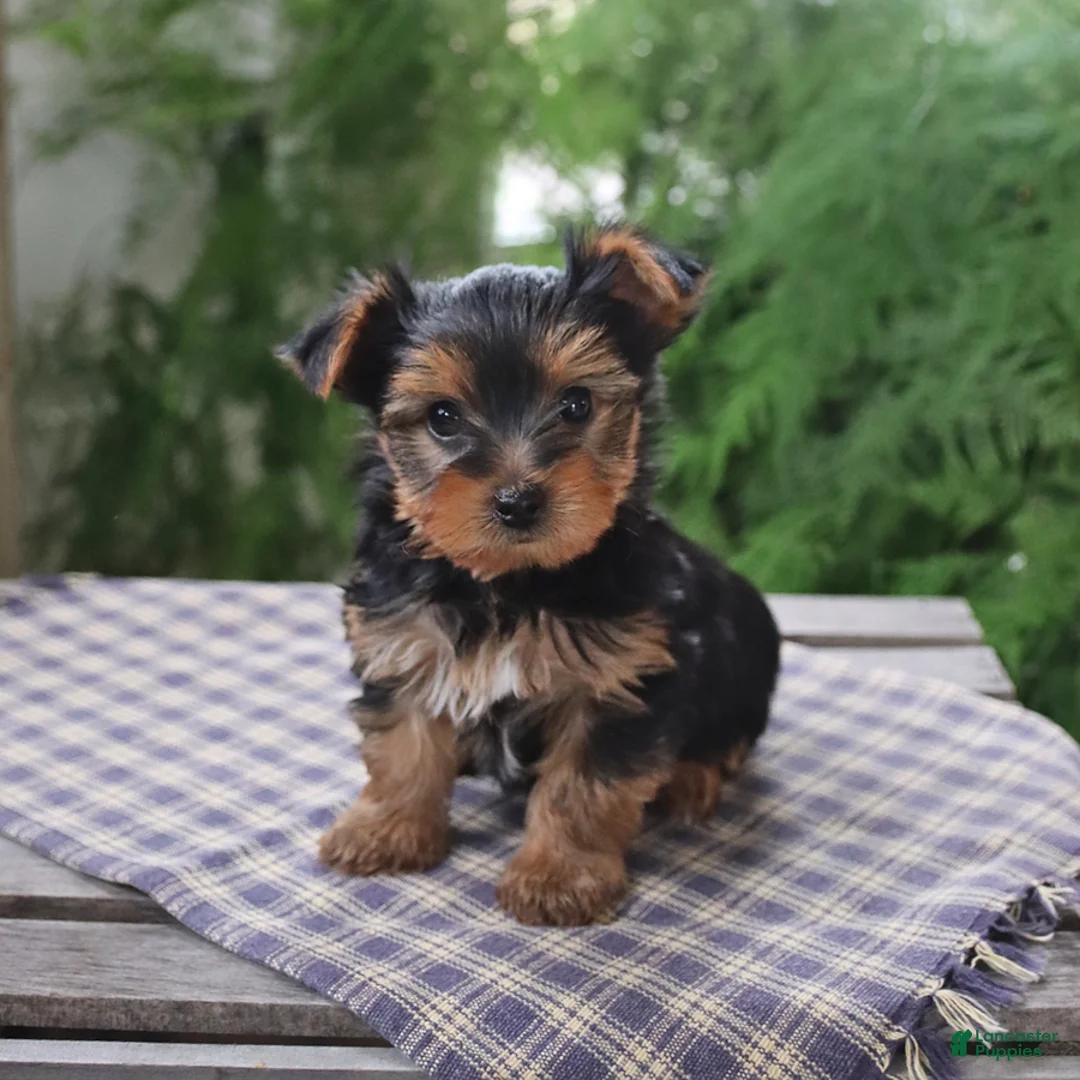 Yorkshire Terrier dogs for sale: Rascal - Ad 1
