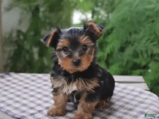 Yorkshire Terrier dogs for sale: Rascal - Ad 2