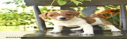 Jack Russell Terrier dogs for sale: Blossom  - Ad 3