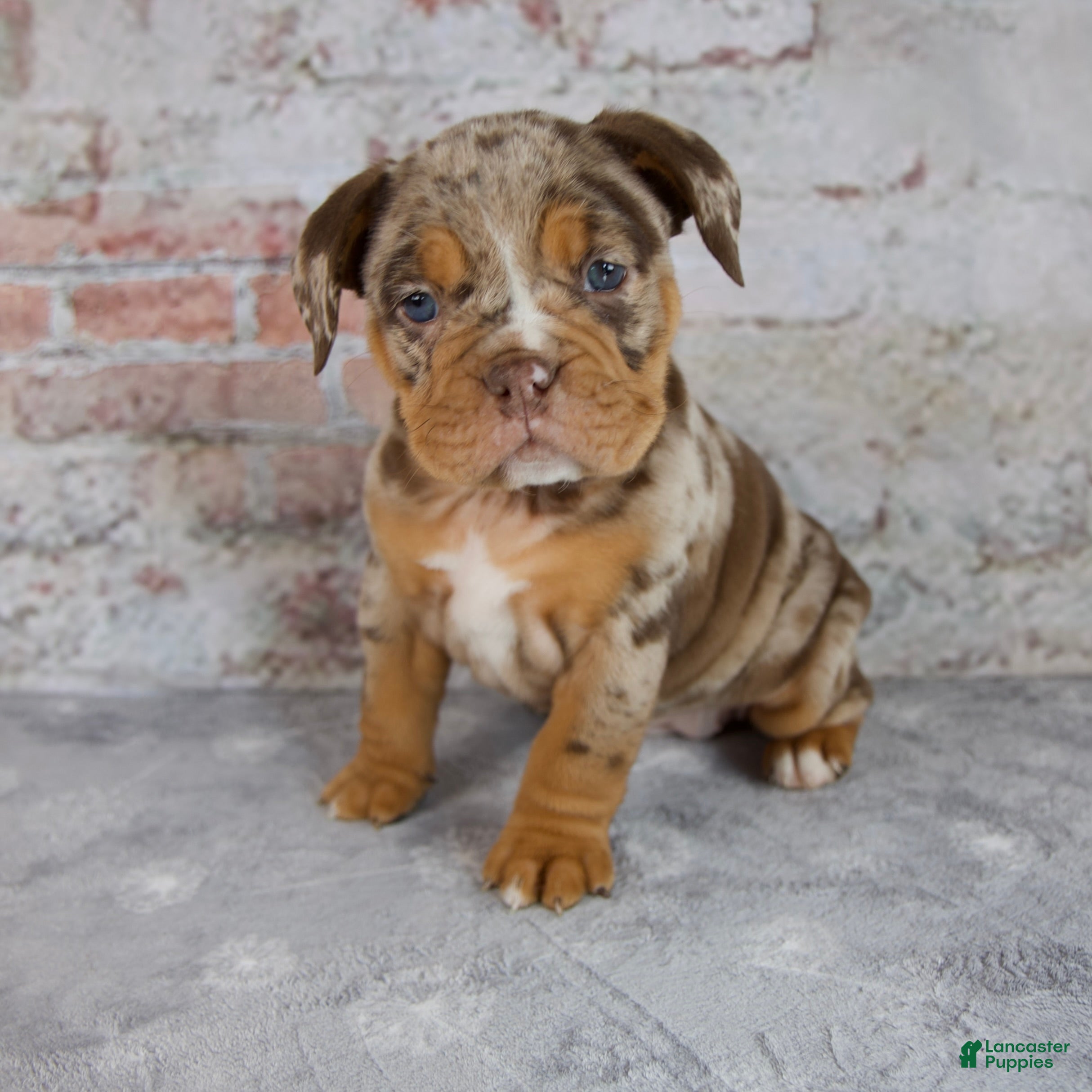 Beabull dogs Gwen - Ad 2