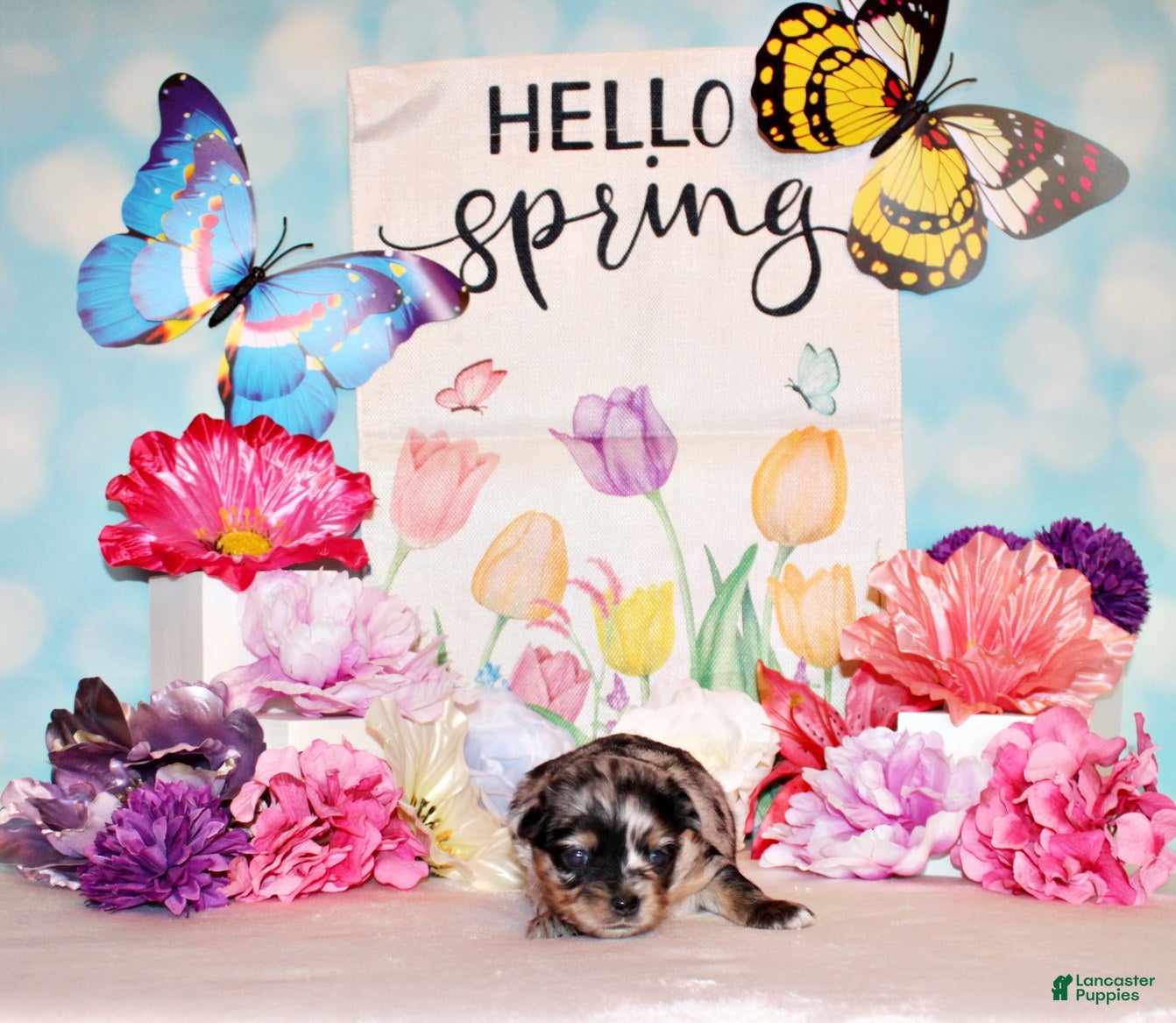 Chihuahua dogs Netty - Ad 4