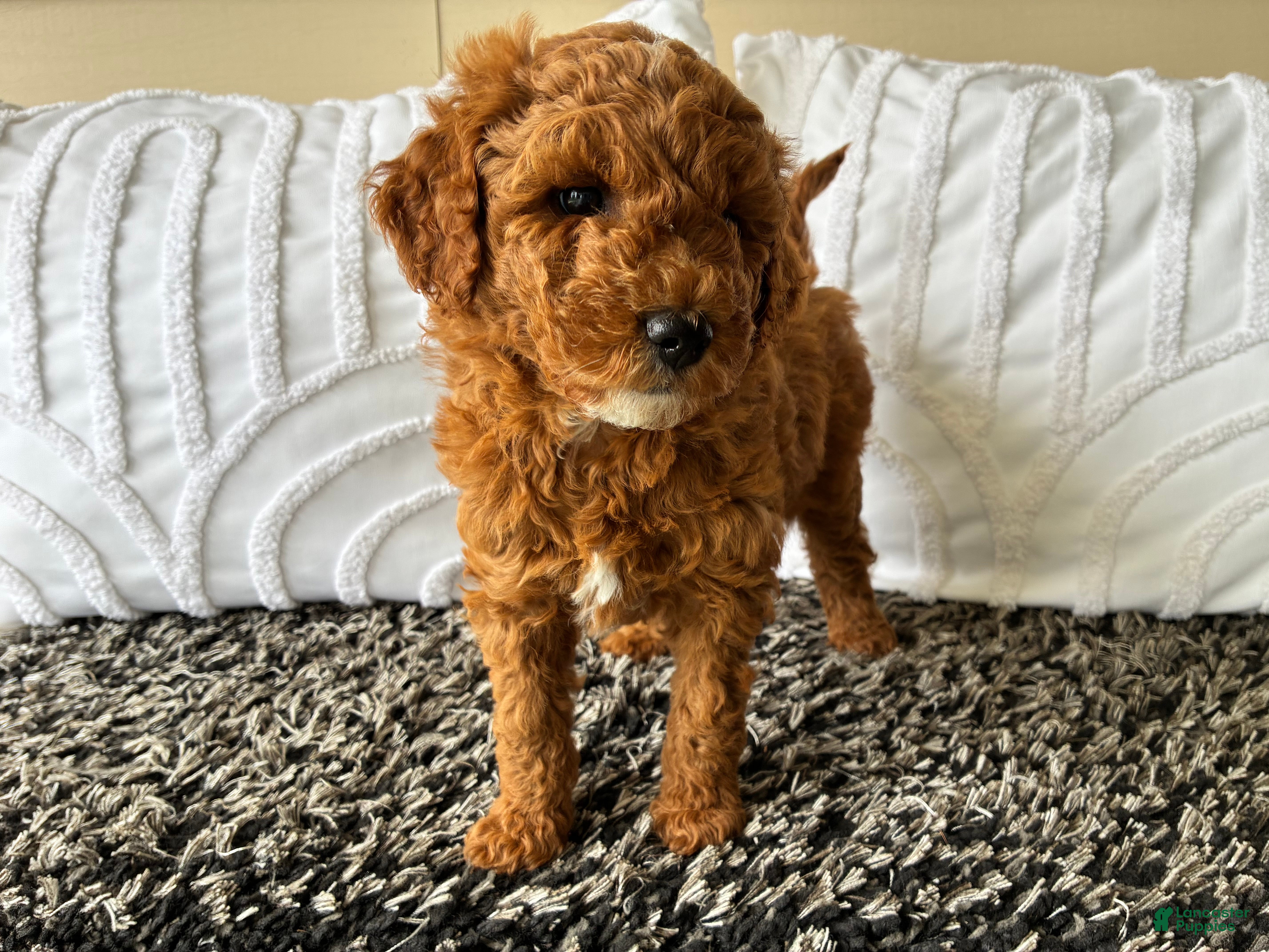 Mini Goldendoodle dogs Mini Goldendoodle “Theo” - Ad 2