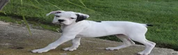 Boxer dogs for sale: Harold - Ad 2