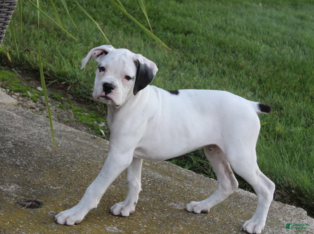 Boxer dogs for sale: Harold - Ad 2