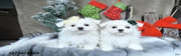 Maltese dogs for sale: Rudolph EXTRA SMALL - Ad 5