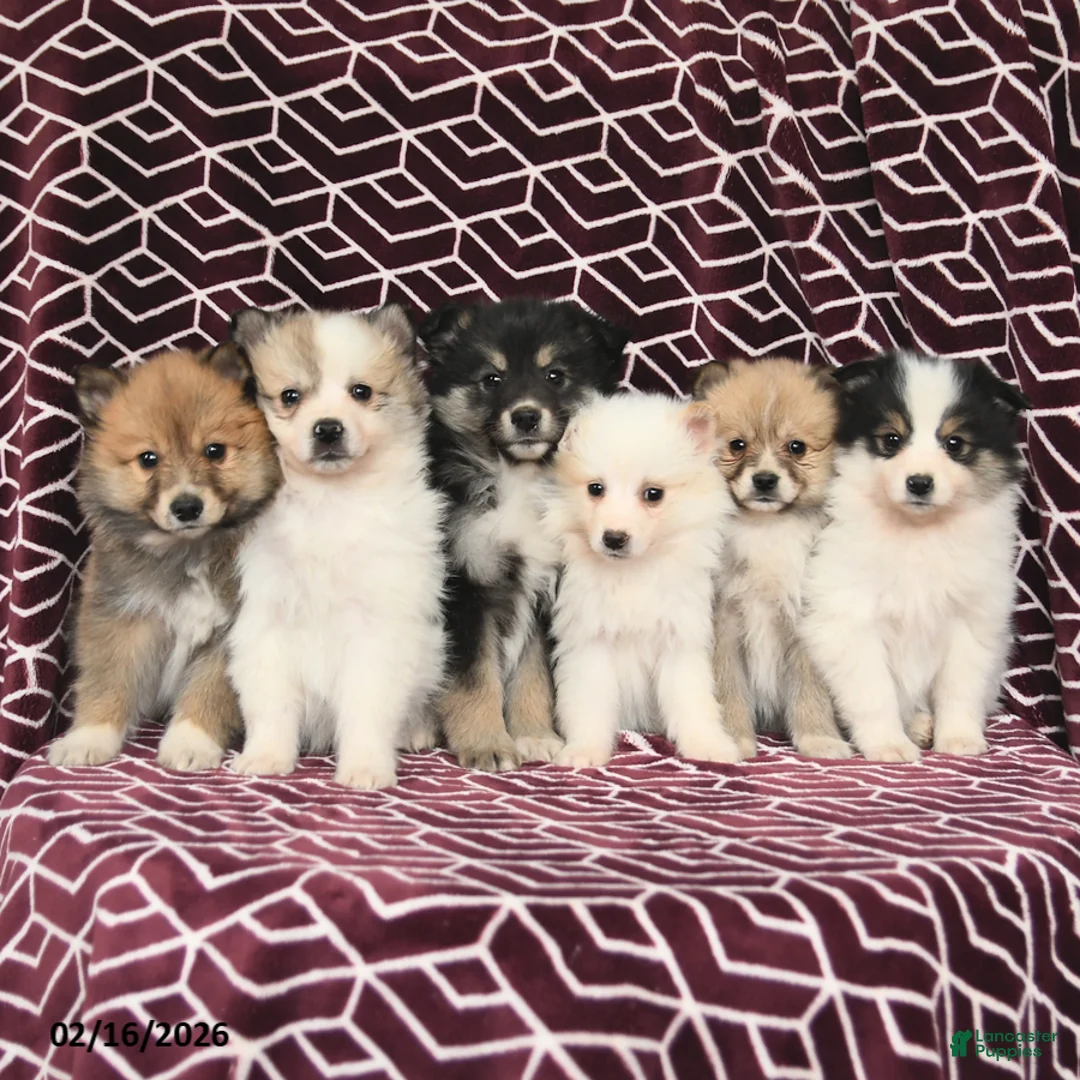 Mixed Breed dogs for sale: Lola - Ad 3