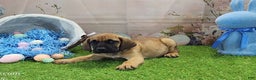 Mixed Breed dogs for sale: 2025 Bloodahoula Male 1 "Huck" - Ad 4