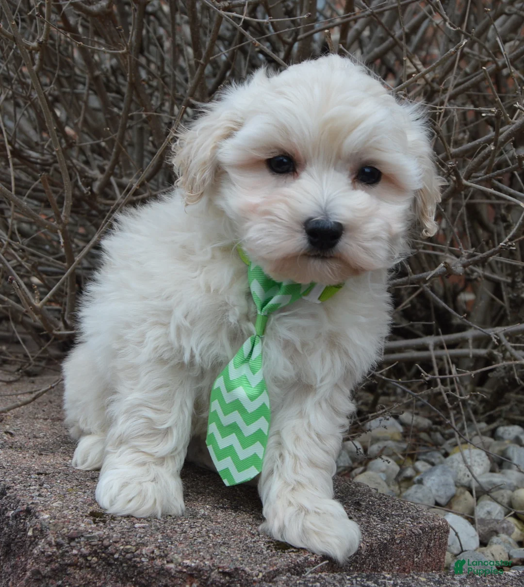 Maltipoo dogs for sale: Milo - Ad 11