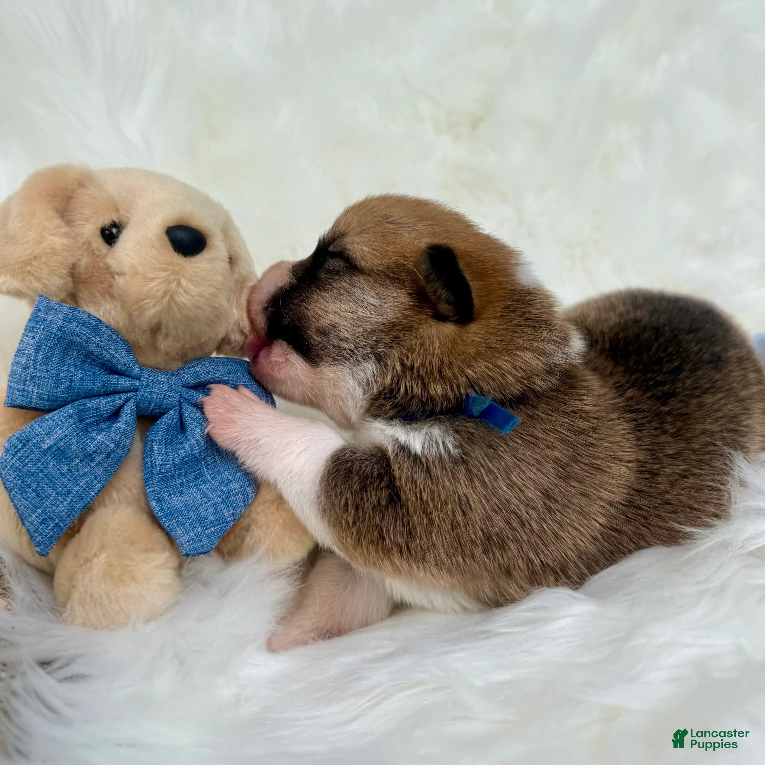 Welsh Corgi Pembroke dogs Gino - Ad 2