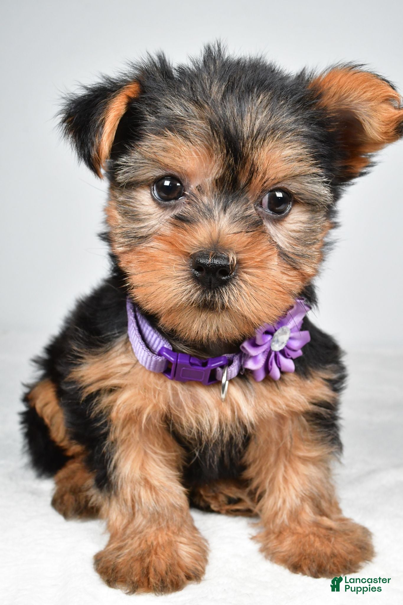 Yorkshire Terrier dogs Dora - Ad 2