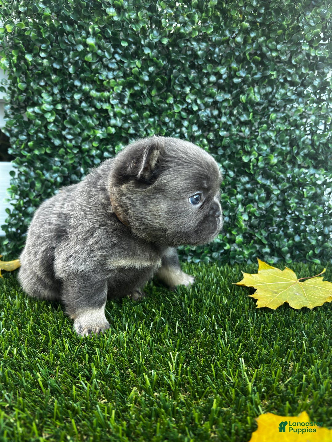 French Bulldog dogs for sale: River - Ad 3
