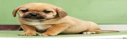 Puggle dogs for sale: Charlie - Ad 8