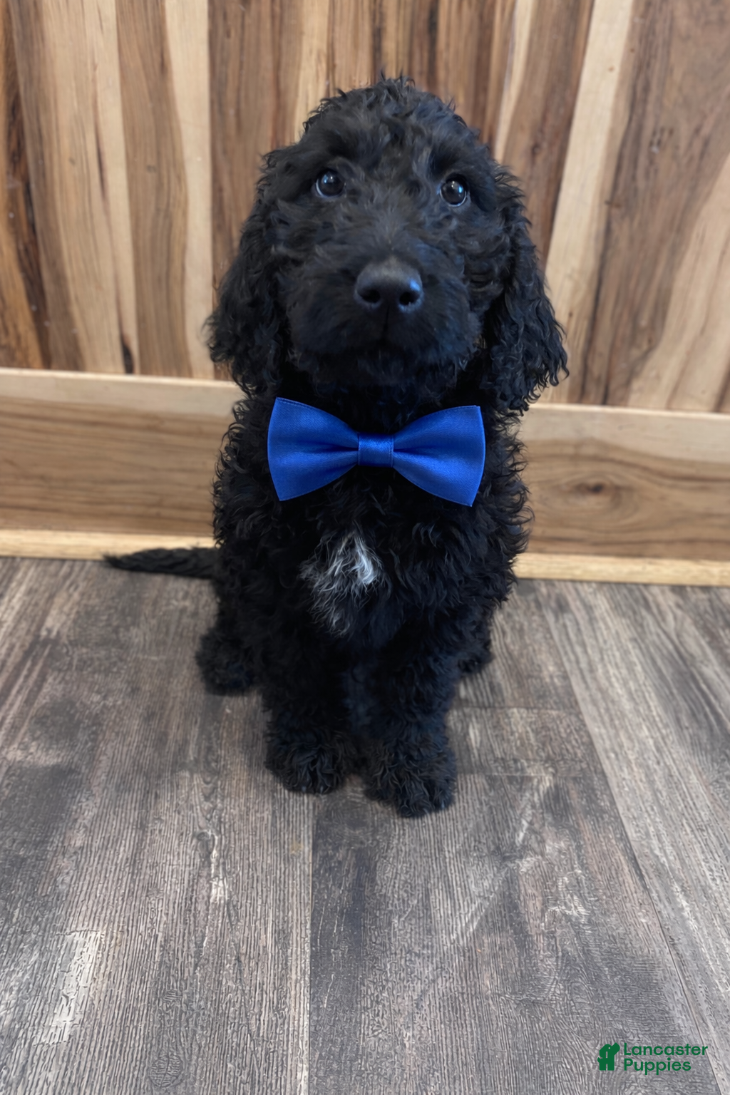 Labradoodle dogs Labradoodle Puppy 4 - Ad 32