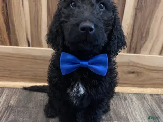 Labradoodle dogs Labradoodle Puppy 4 - Ad 31