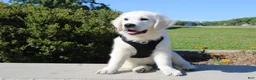 Golden Retriever dogs for sale: Buster - Ad 6