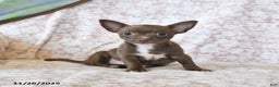 Chihuahua dogs for sale: Moose - Ad 1