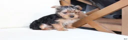 Yorkshire Terrier dogs for sale: Scout - Ad 3