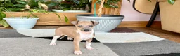 Italian Greyhound dogs for sale: Italian Greyhound male 3 Fawn boy  - Ad 8