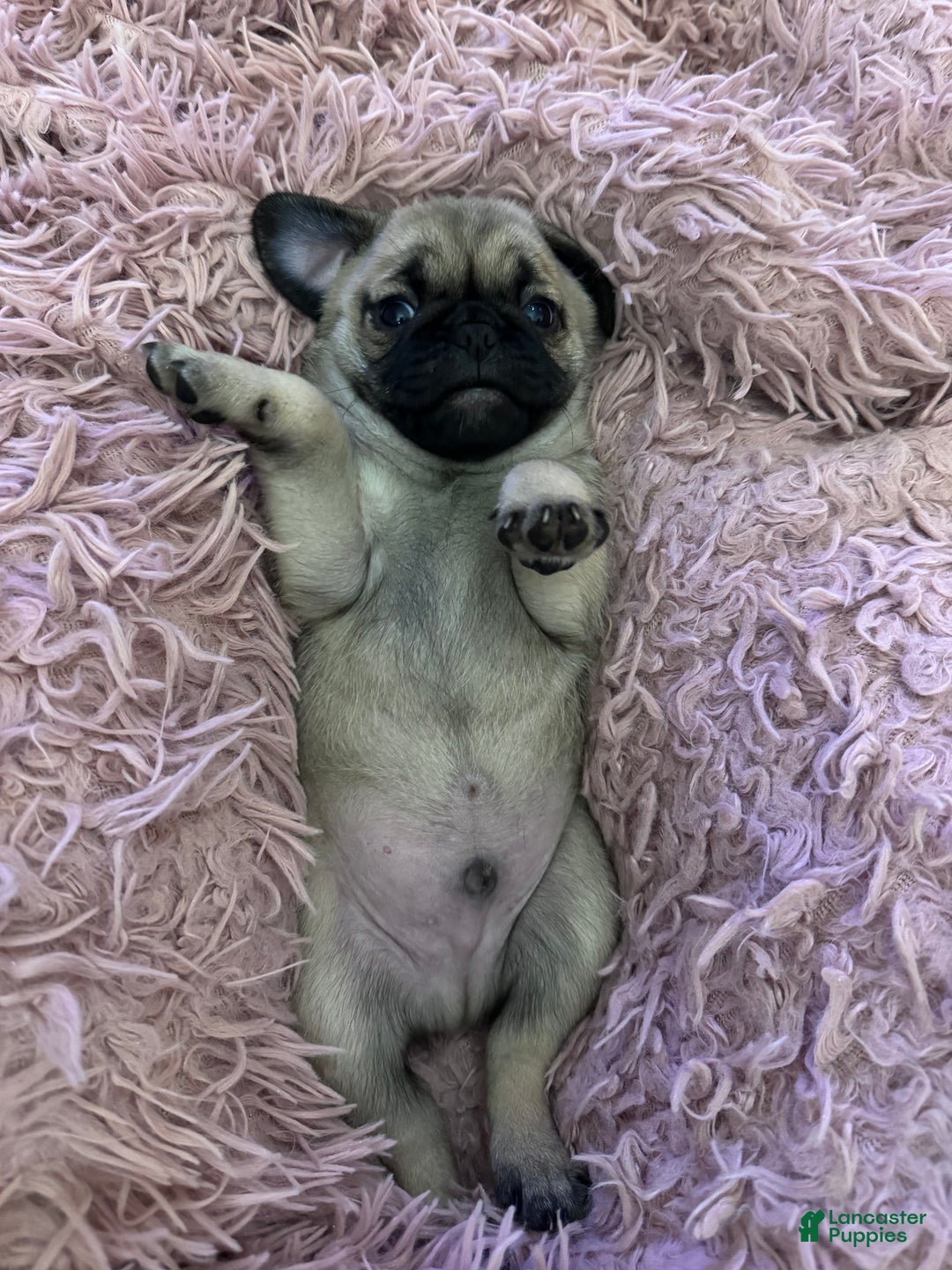 Pug dogs for sale: Pug Puppy 5 - Ad 1