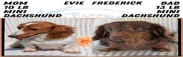 Miniature Dachshund dogs for sale: Rocco - Ad 12