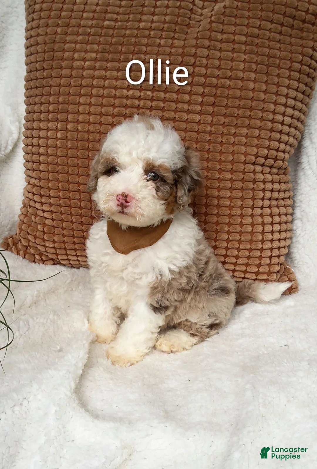 Mini Bernedoodle dogs for sale: Mini Bernedoodle 3 - Ad 2