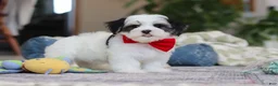 Morkie dogs for sale: Carson - Ad 5