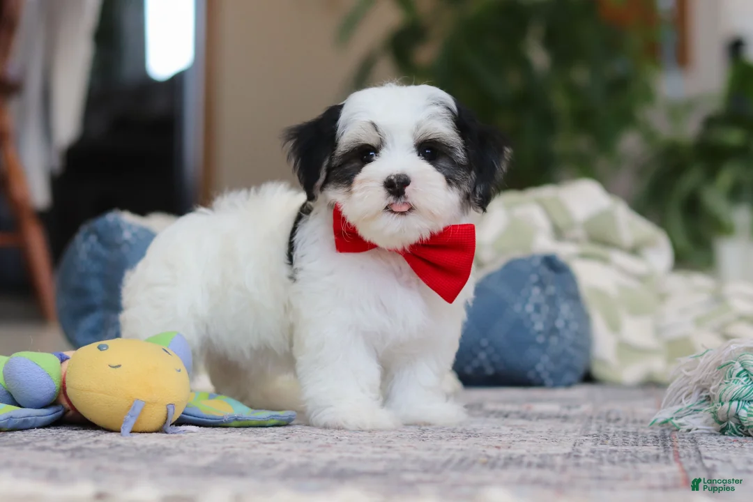 Morkie dogs for sale: Carson - Ad 5