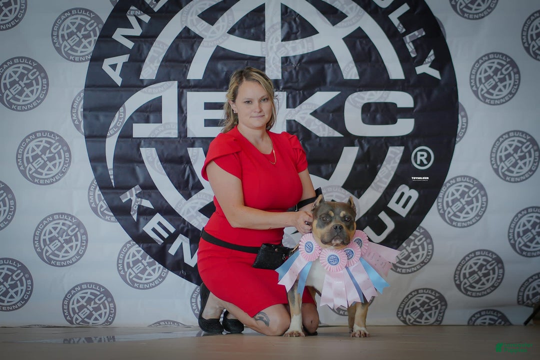 Gallery Image {{count}}