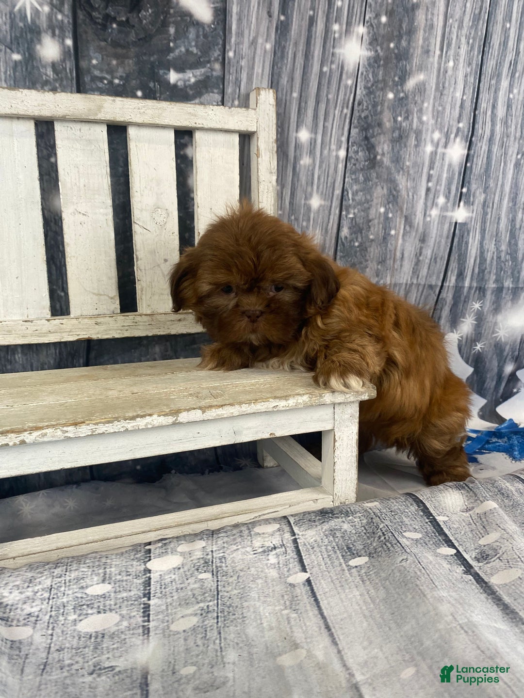 Shih Tzu dogs for sale: Pippin - Ad 3