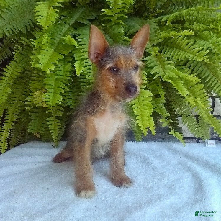 Yorkshire Terrier dogs Tinker - Ad 2