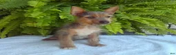 Yorkshire Terrier dogs for sale: Tinker - Ad 2