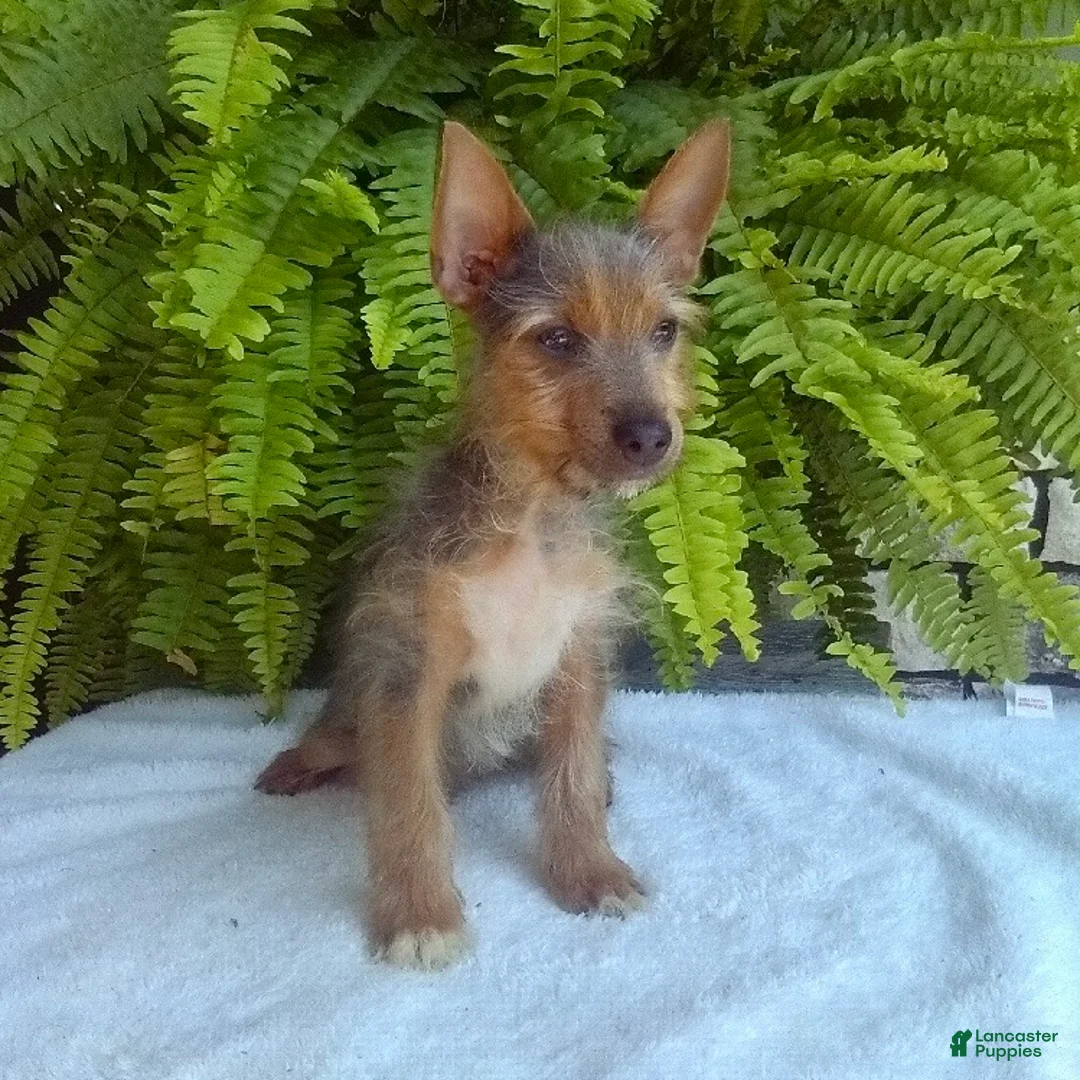 Yorkshire Terrier dogs for sale: Tinker - Ad 2