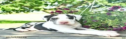 Great Dane dogs for sale: Candy - Ad 4