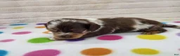 Miniature Dachshund dogs for sale: Chocolate Dapple Female - Ad 5