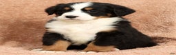 Bernese Mountain Dog dogs for sale: Shane - Ad 8