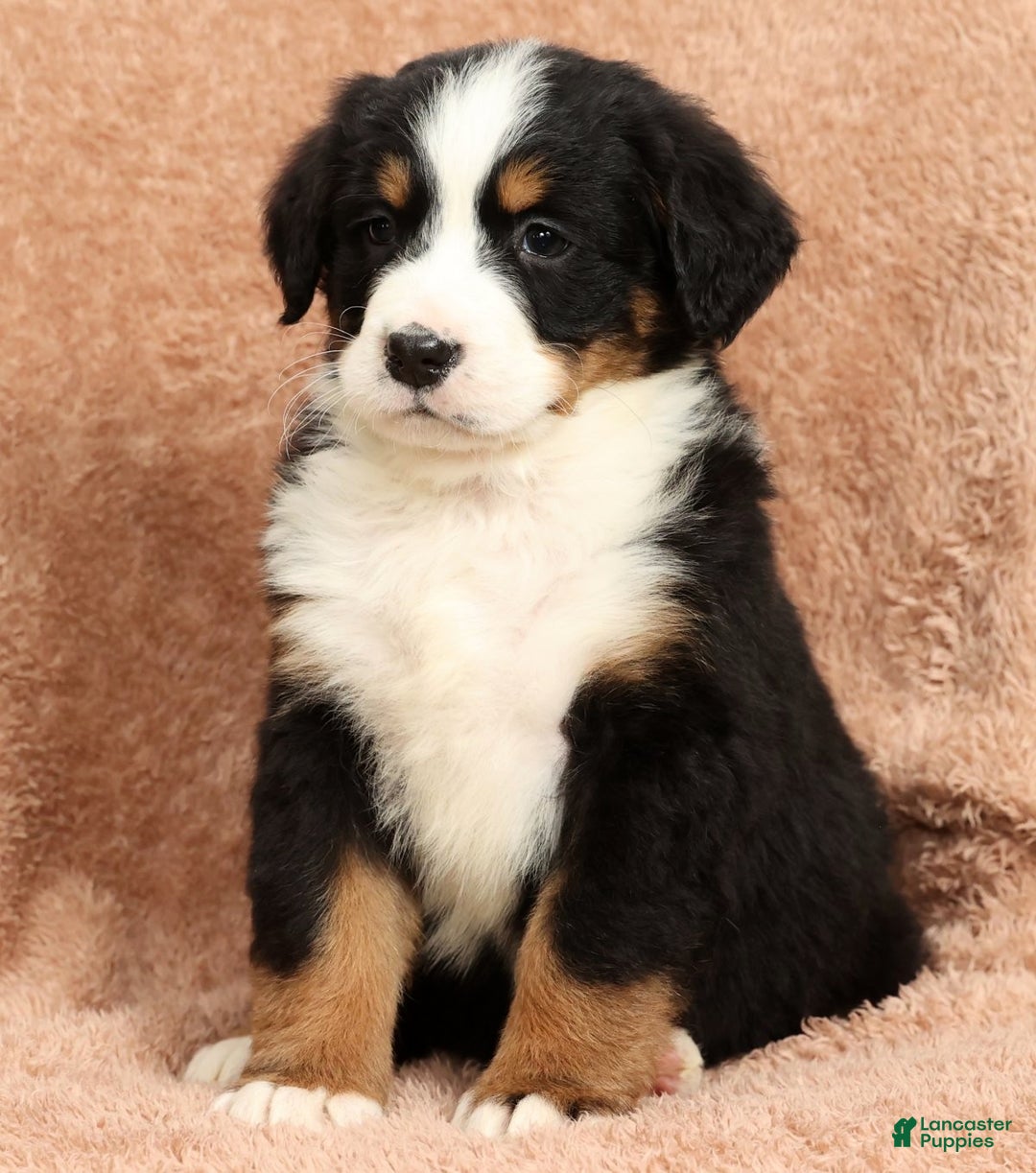Bernese Mountain Dog dogs for sale: Shane - Ad 8