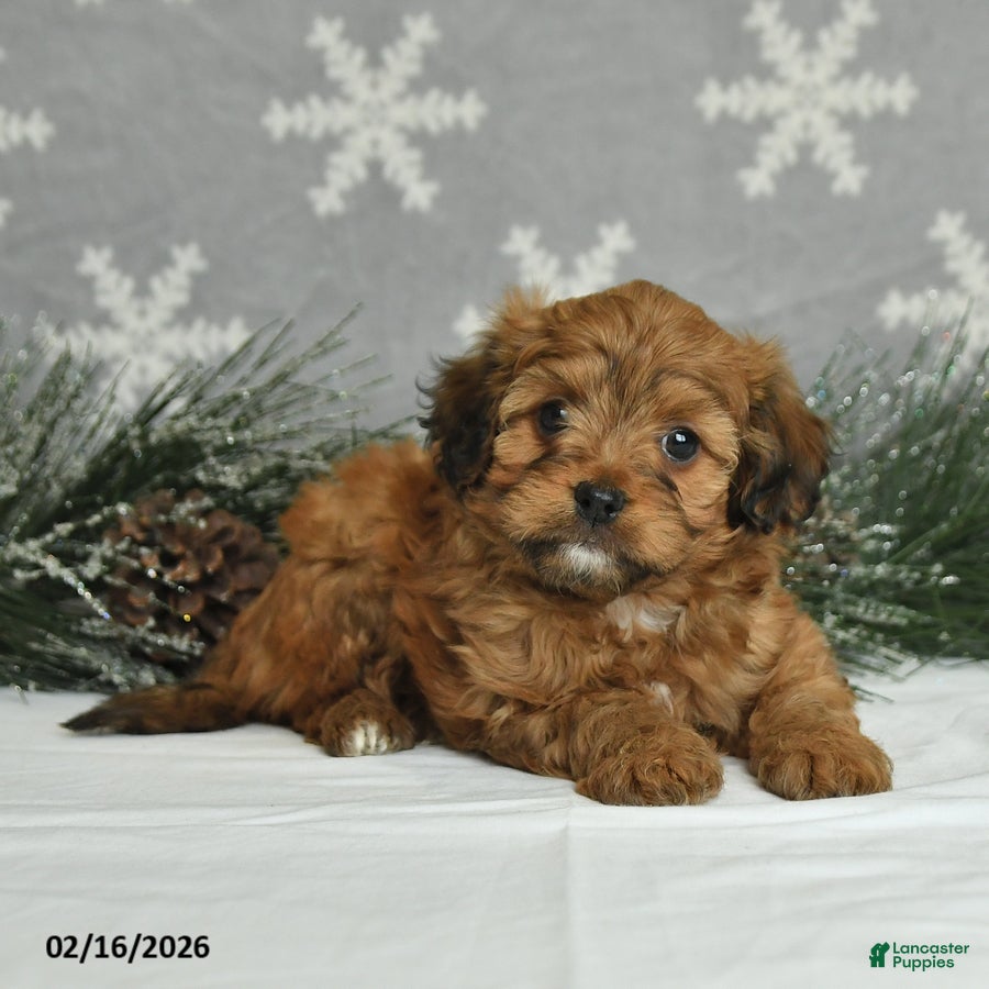 Mini Aussiedoodle dogs Cutie - Ad 2