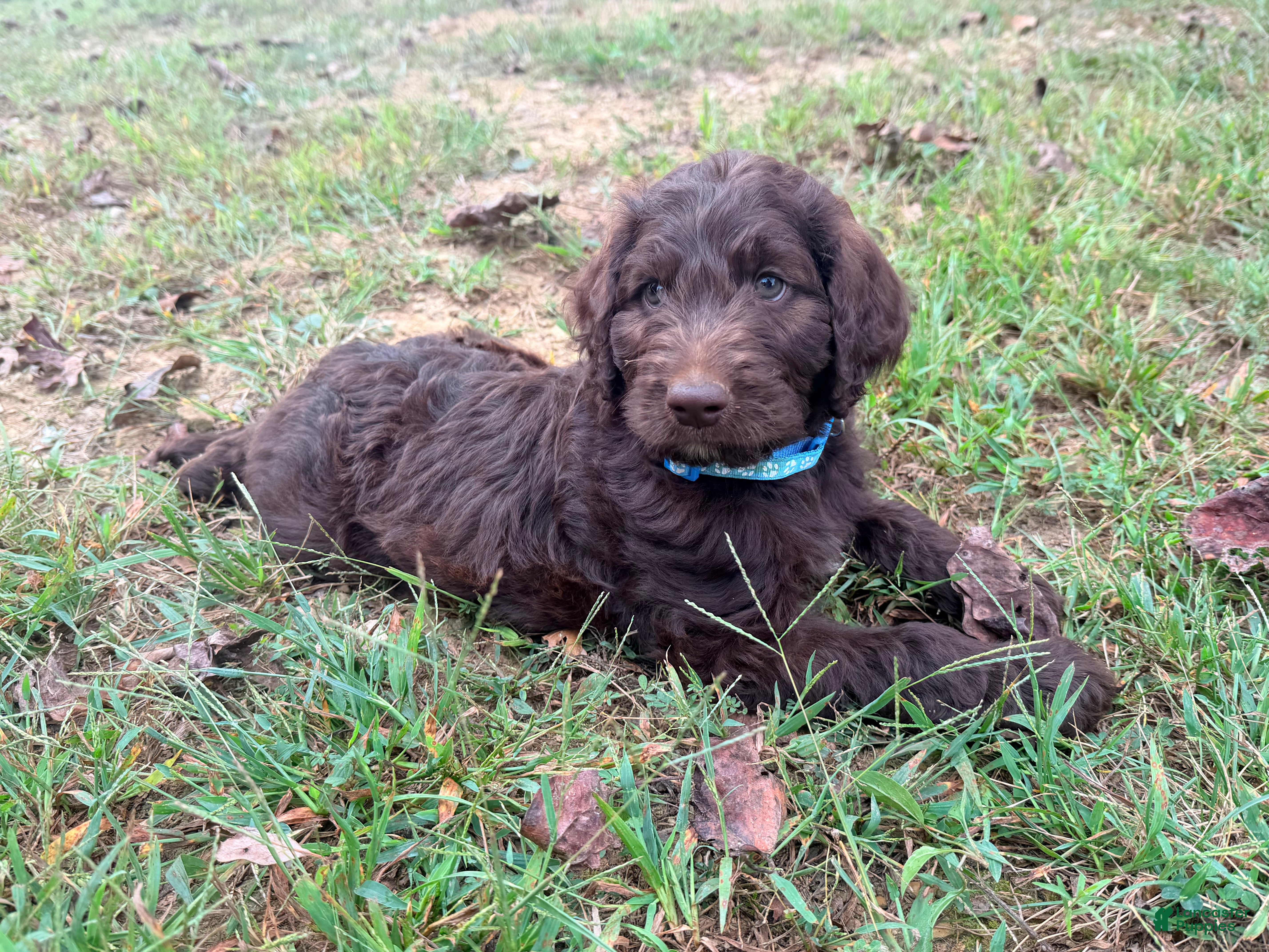 Goldendoodle dogs Goldendoodle 3 - Ad 1